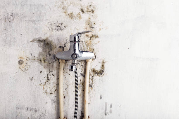 Best Residential Mold Removal  in Cottage Lake, WA