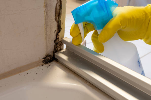 Best Home Mold Removal  in Cottage Lake, WA