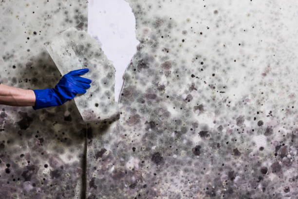 Best Mold Damage Repair  in Cottage Lake, WA