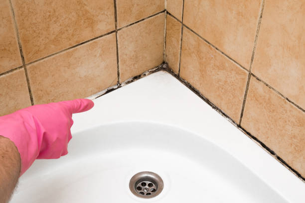 Best Best Mold Removal Companies  in Cottage Lake, WA