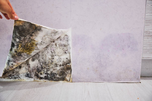 Best Same-Day Mold Removal  in Cottage Lake, WA